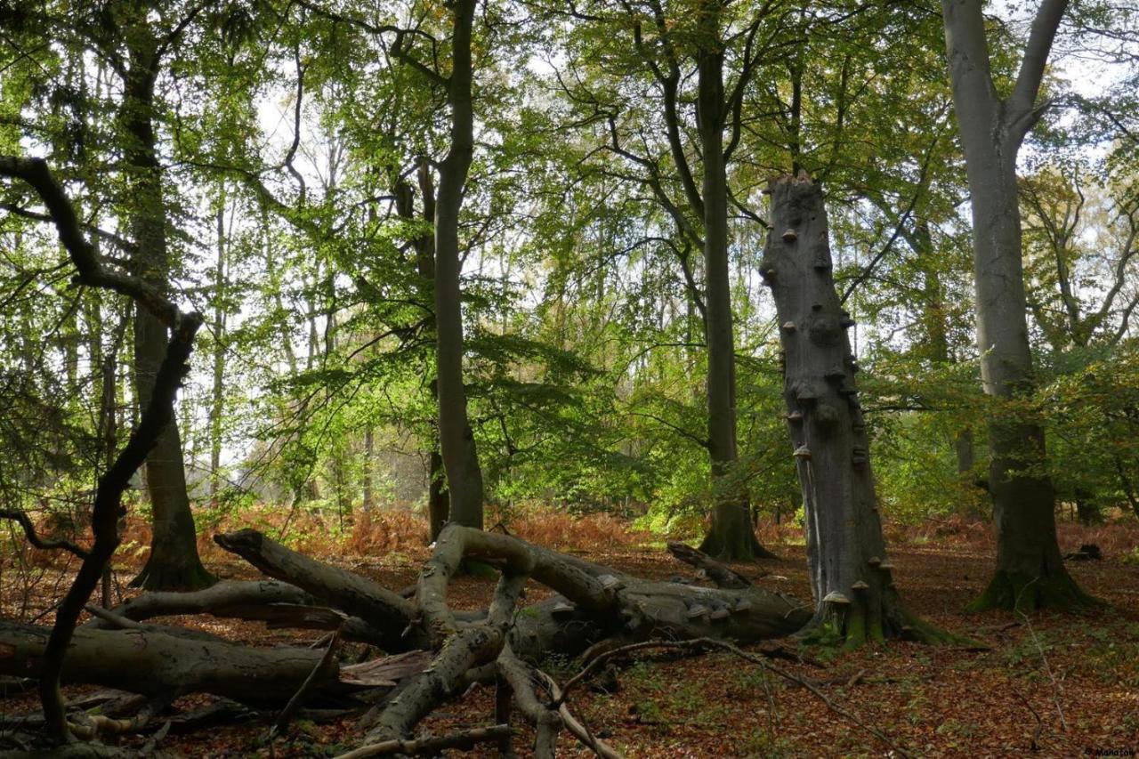 "Balmgarten" Im Naturpark Usedom, Bio Solarhaus Mit Grossem Garten Eksteriør billede